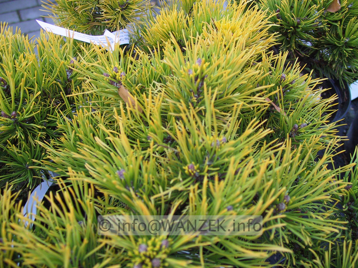 Pinus mugo Carstens Wintergold.JPG